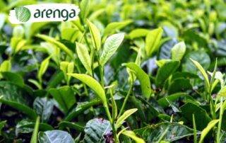 Cari tahu manfaat teh hijau