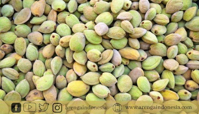 Foto kacang almond segar, kaya manfaat bagi kesehatan