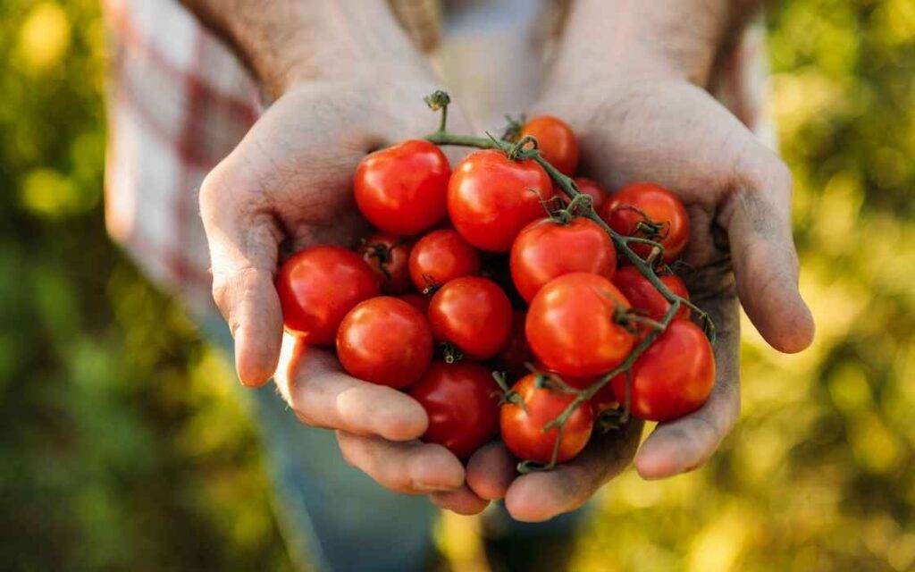 Jus tomat menghilangkan flek noda di kulit