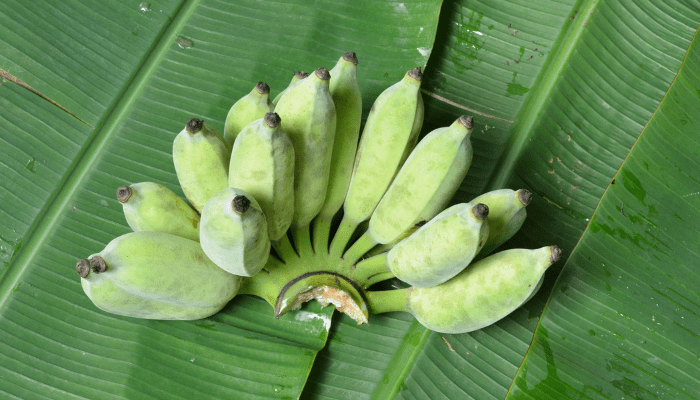 foto pisang kepo muda untuk membaut pisang peppe, makanan khas Makassar