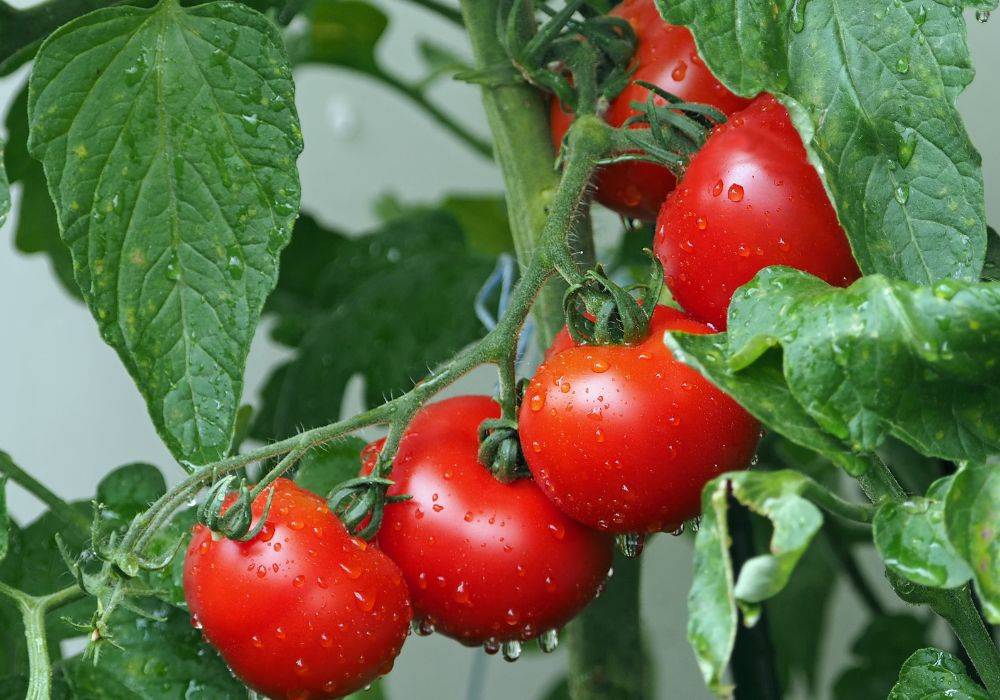 Buah tomat yang kaya sumber gizi, vitamin C dan anti oksidan