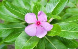 Gambar bunga tapak dara ungu yang bermanfaat untuk kanker dan dibetes melitus