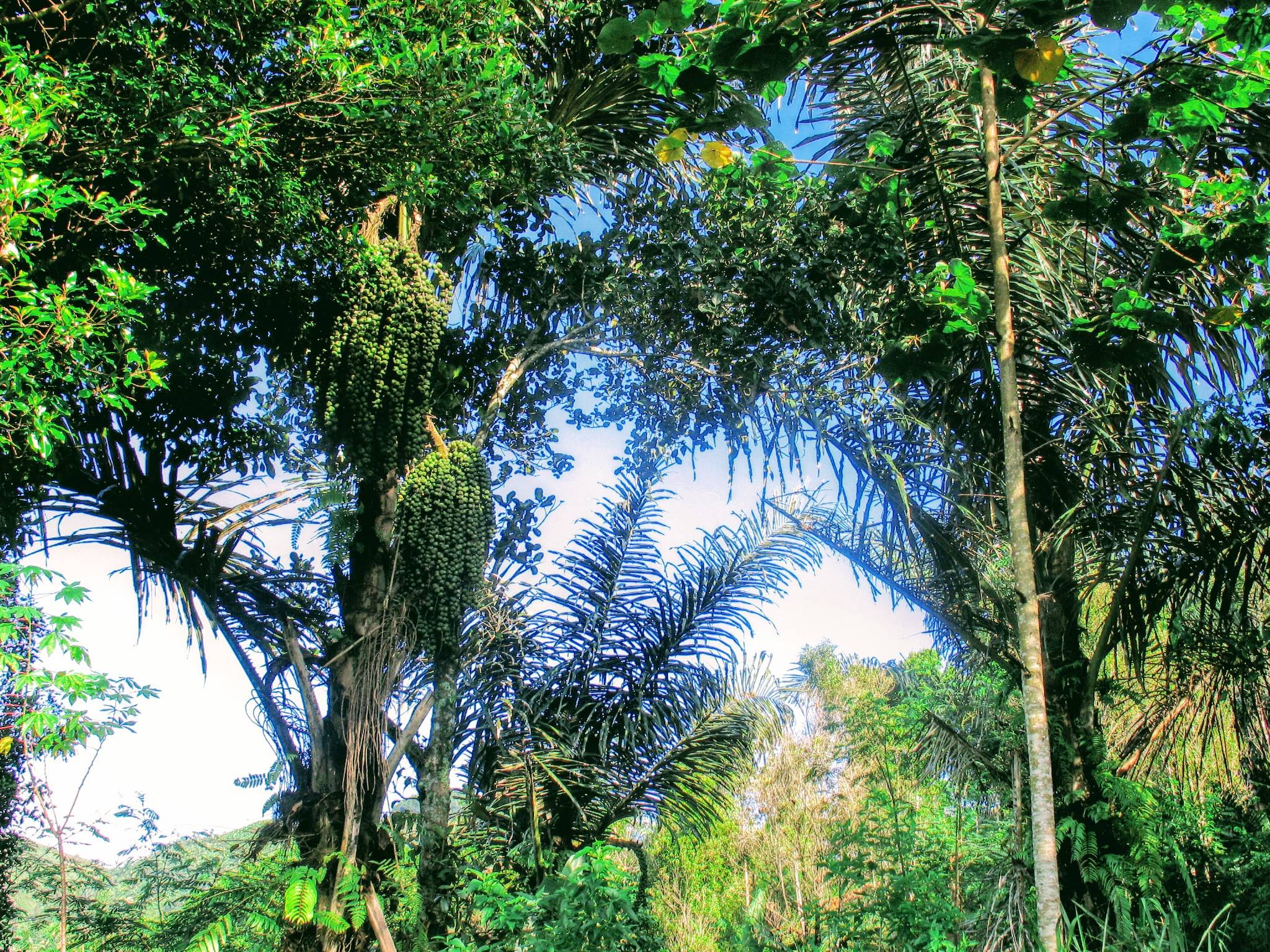 Tiap bagian dari pohon aren bermanfaat secara ekonomi dan membawa dampak bagi bagi lingkungan