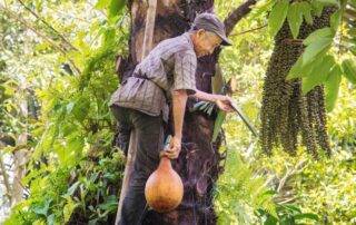 a farmer is tapping palm sap to make a fresh drink