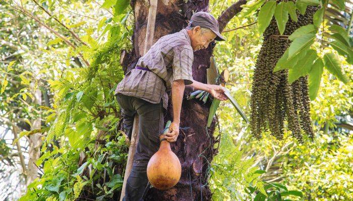 a farmer is tapping palm sap to make a fresh drink