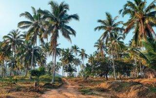 Pohon kelapa salah satu dari 3 jenis palem penghasil gula merah