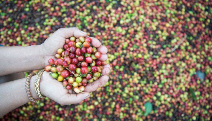 Sejarah kopi di Indonesia dan ekspor kemana saja