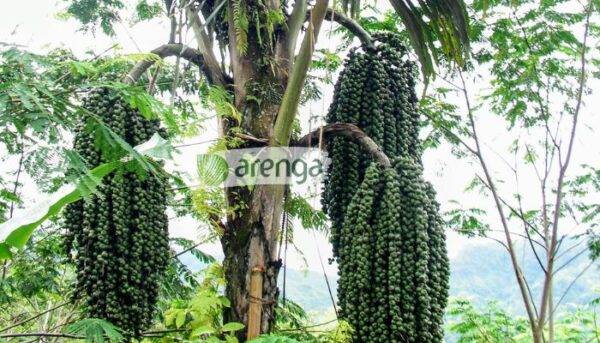 Poohn Aren Dua Jenis Pohon Aren Terbaik Untuk Produksi Gula