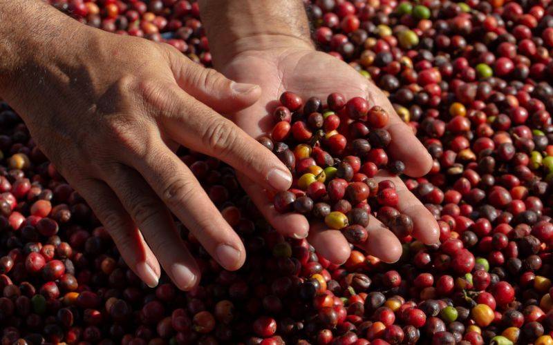 Arabika jenis kopi termahal dan paling tinggi permintaan di dunia