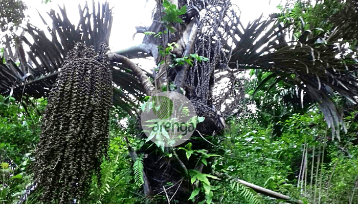 Arenga pinnata as asource of organic palm sugar