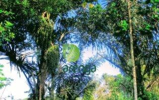Cerita rakyat sumatera utara tentang asal usul pohon aren