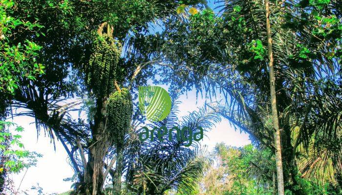 Cerita rakyat sumatera utara tentang asal usul pohon aren