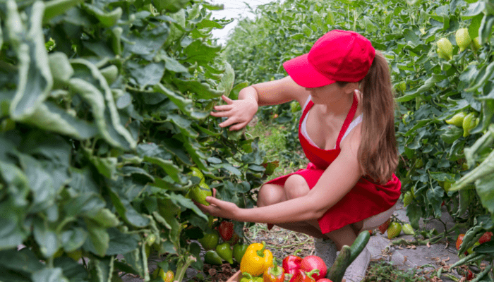 Contoh pertanian organik dan konsumen premium