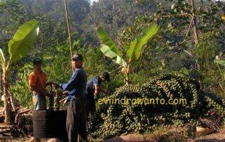 harvesting palm fruits kolang kaling for food source