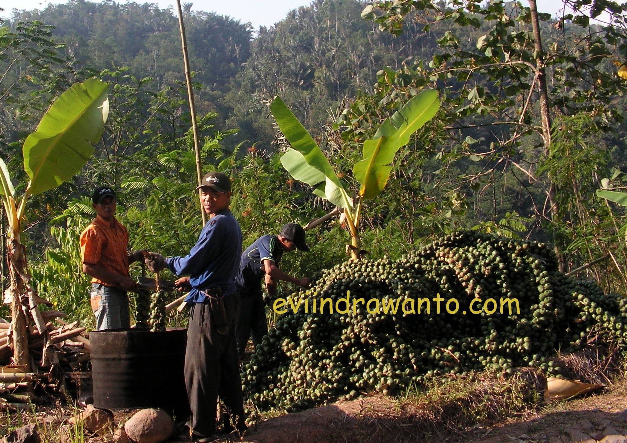 harvesting palm fruits kolang kaling for food source