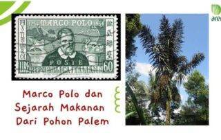 Marco polo dan sejarah makanan dari pohon palem