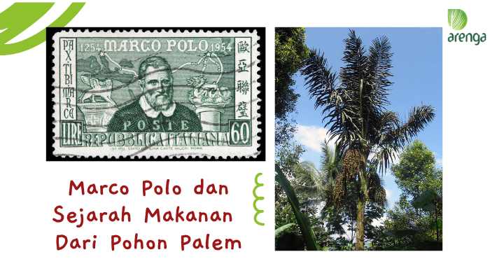 Marco polo dan sejarah makanan dari pohon palem