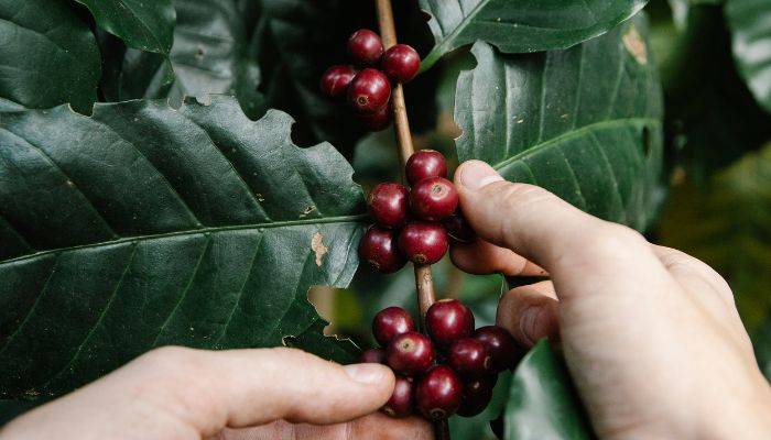 Hama dan penyakit pada pohon dan daun kopi yang akan mempengaruhi minuman kopi sebagai hasil akhir