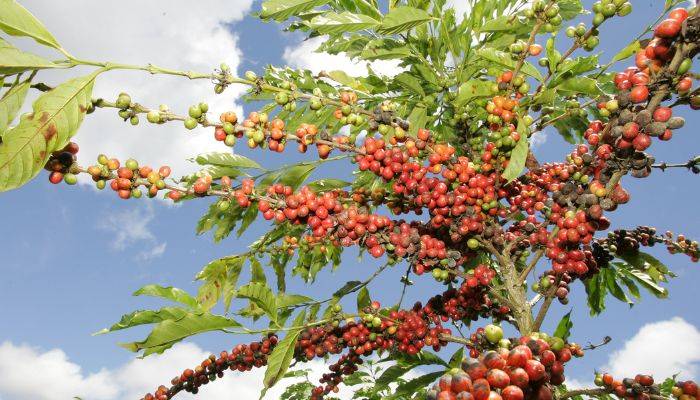 Foto pohon kopi dengan buah di dataran tinggi. Ketinggian tanam akan mempengaruhi rasa kopi