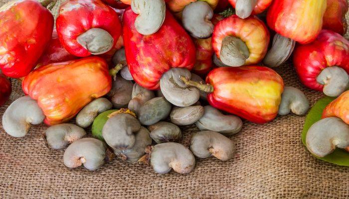 Manfaat kacang mete untuk kecantikan, nutrisi dan sejarah