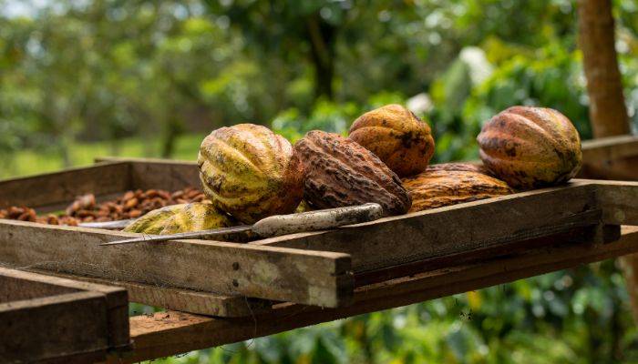 Sejarah tanaman kakao di Indonesia dan NV ceres di Bandung