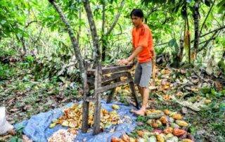 Sejarah tanaman cokelat atau kakao di Indonesia