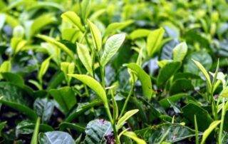 Apa yang perlu kita ketahui tentang keistimewaan pucuk daun teh?