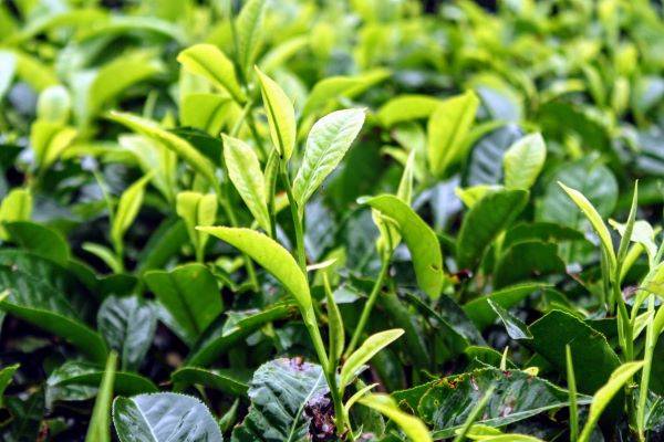 Apa yang perlu kita ketahui tentang keistimewaan pucuk daun teh?