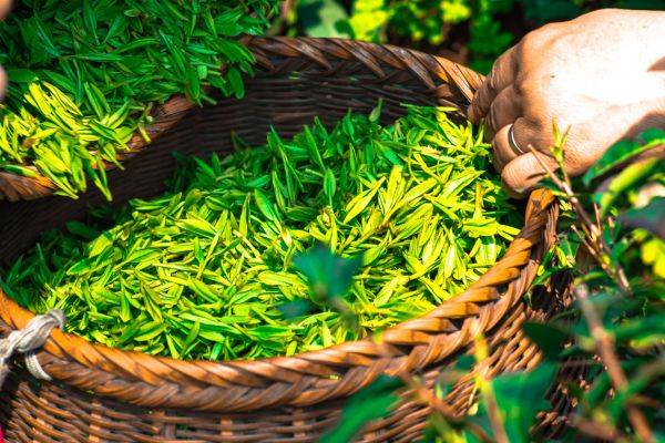 Mengapa pucuk daun teh lebih mahal?