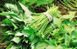 Mengenal daun ubi jalar sebagai sayuran lezat