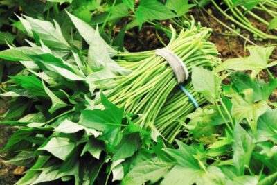 Daun Ubi Jalar: Sayuran Bergizi Tinggi Dengan Segudang Manfaat Dan Cara Kreatif Menyajikannya Daun Ubi Jalar: Sayuran Bergizi Tinggi Dengan Segudang Manfaat Dan Cara Kreatif Menyajikannya