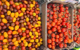 tomat ceri simanis cantik yang kaya manfaat