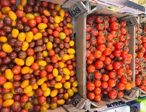 Tomat Ceri Si Mungil Manis dengan Segudang Manfaat