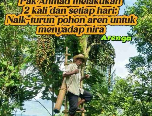 Rantai Pasok dan Ekosistem Petani Gula Aren
