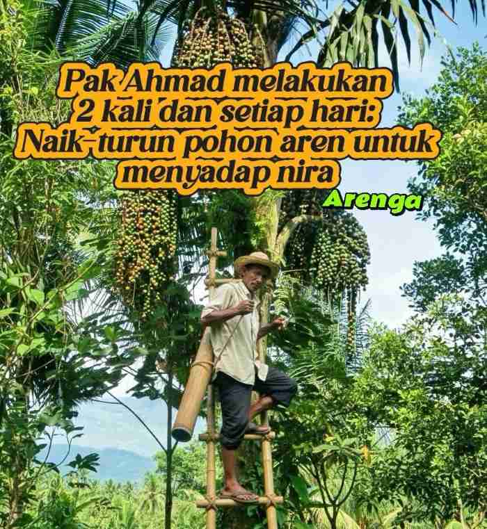 rantai pasok dan ekosistem petani aren rantai pasok dan ekosistem petani aren