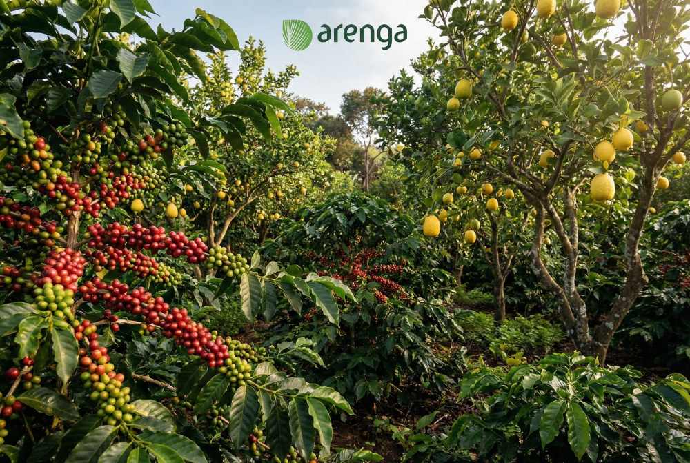 Sifat higroskopis kopi