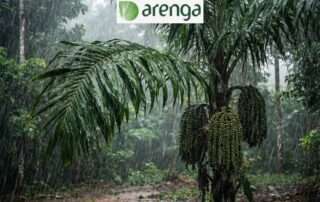 Mengatasi Gula Aren Gagal Cetak di musim hujan