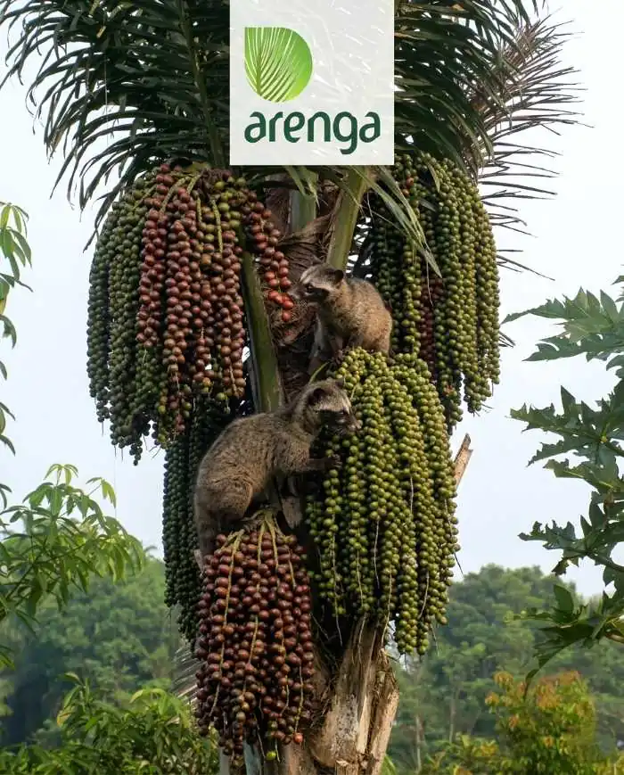 Foto alam liar menampilkan dua ekor Musang Luwak dewasa merayap di antara tandan buah pohon Aren yang lebat. Batang pohon dipenuhi tandan besar buah aren matang berwarna cokelat-merah dan mentah berwarna hijau. Seekor musang yang lebih kecil terlihat di atasnya. Latar belakang menunjukkan kanopi hutan tropis rimbun dengan pencahayaan alami lembut. Logo "arenga" transparan terlihat di bagian atas tengah