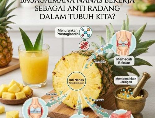 Bagaimana Nanas Bekerja Sebagai Anti Radang Dalam Tubuh Kita?