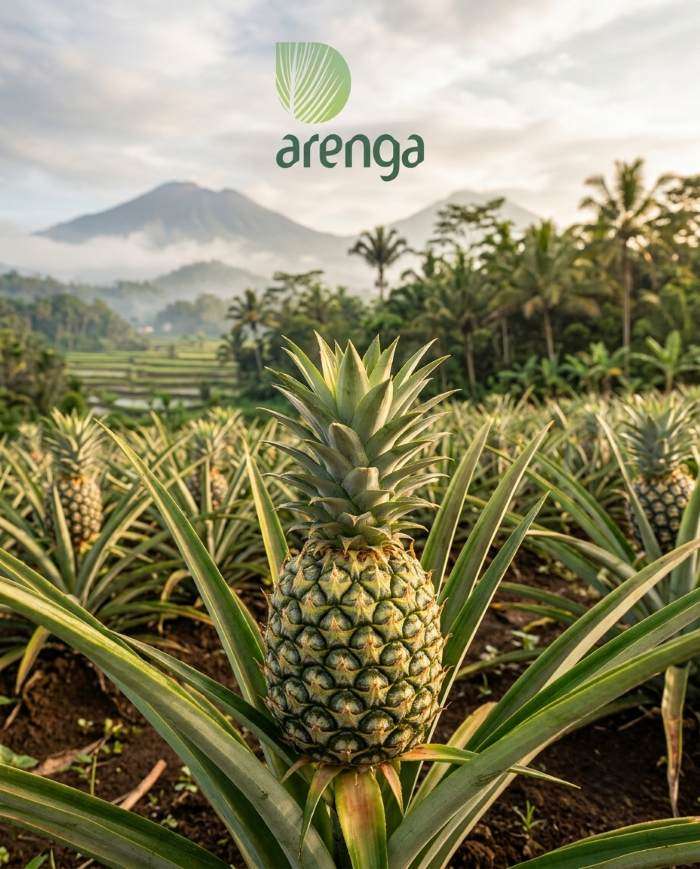 Pemandangan dari kebun nanas yang sangat luas di lereng bukit. Barisan tanaman nanas hijau yang rapi dan sehat membentang jauh ke lembah, dengan gunung berapi besar yang berkabut sebagai latar belakang. Cahaya pagi yang keemasan menyinari lapangan, dan beberapa petani terlihat bekerja di kejauhan.